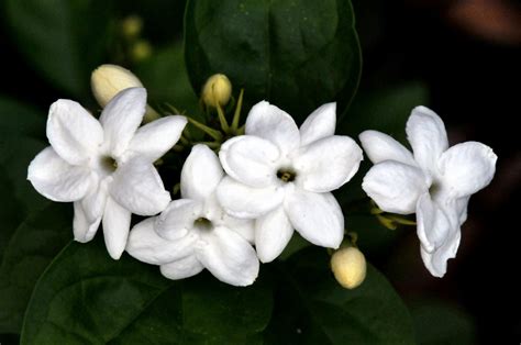 jasmine plants pictures